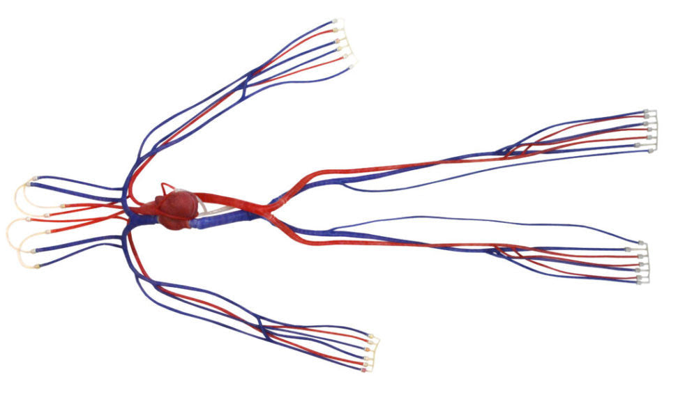 Syndaver Hybrid Surgical Model