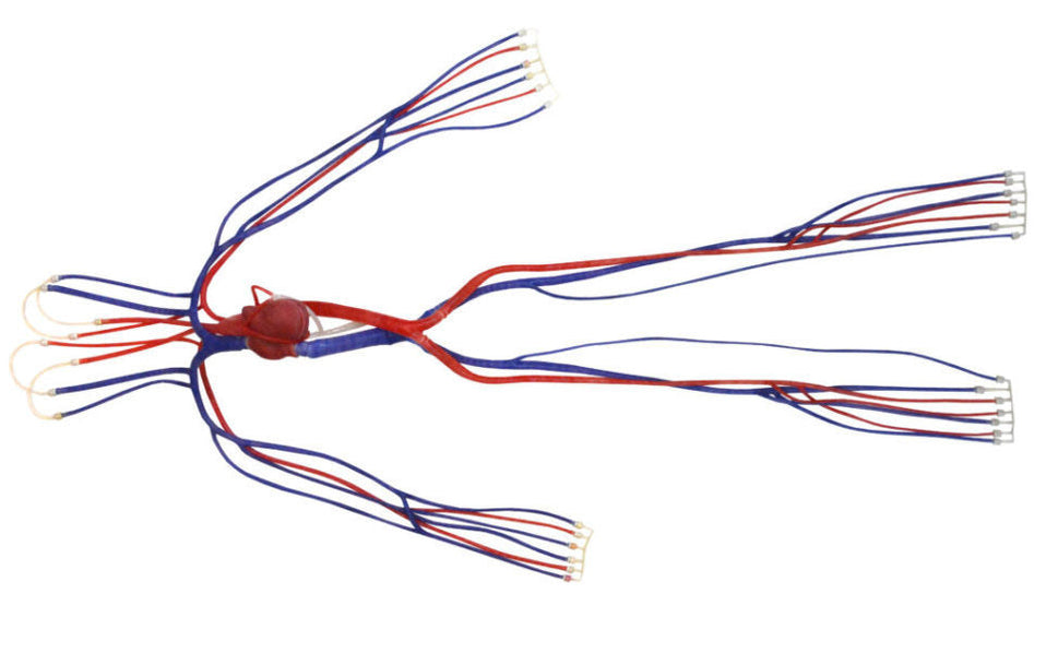 Syndaver Hybrid Surgical Model