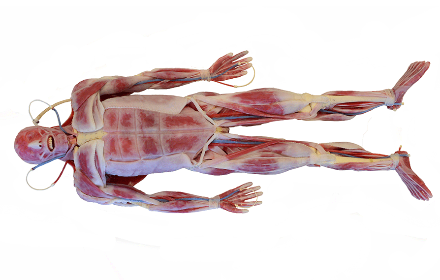 Syndaver Hybrid Surgical Model