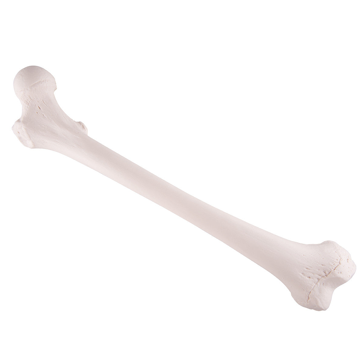 Femur Bone Model 3B