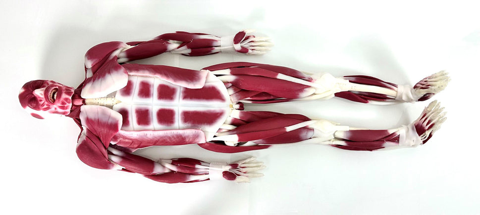 SynDaver "G3 Silicone" Musculoskeletal Model