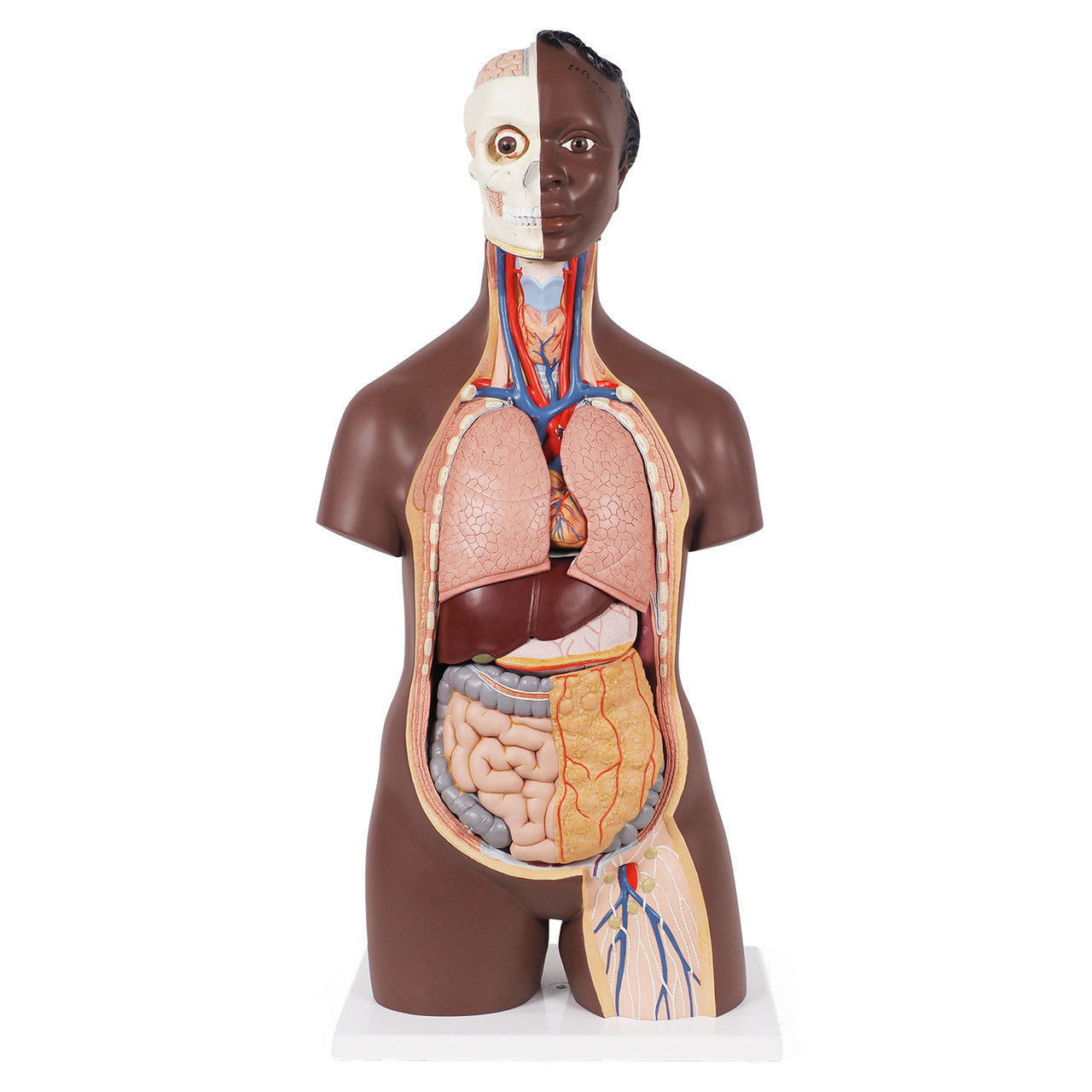 Classic Unisex Torso Model (12 part)