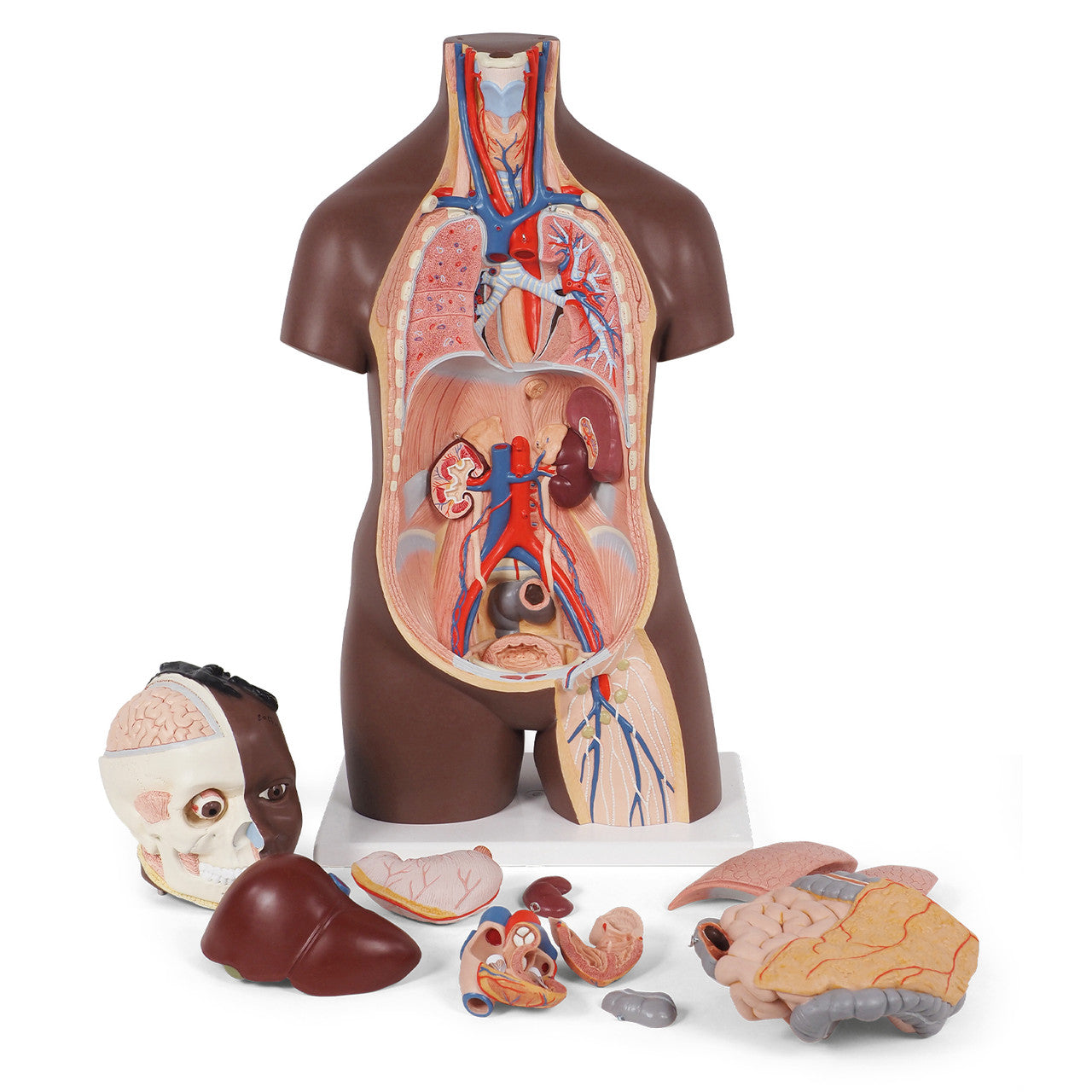 Classic Unisex Torso Model (12 part)