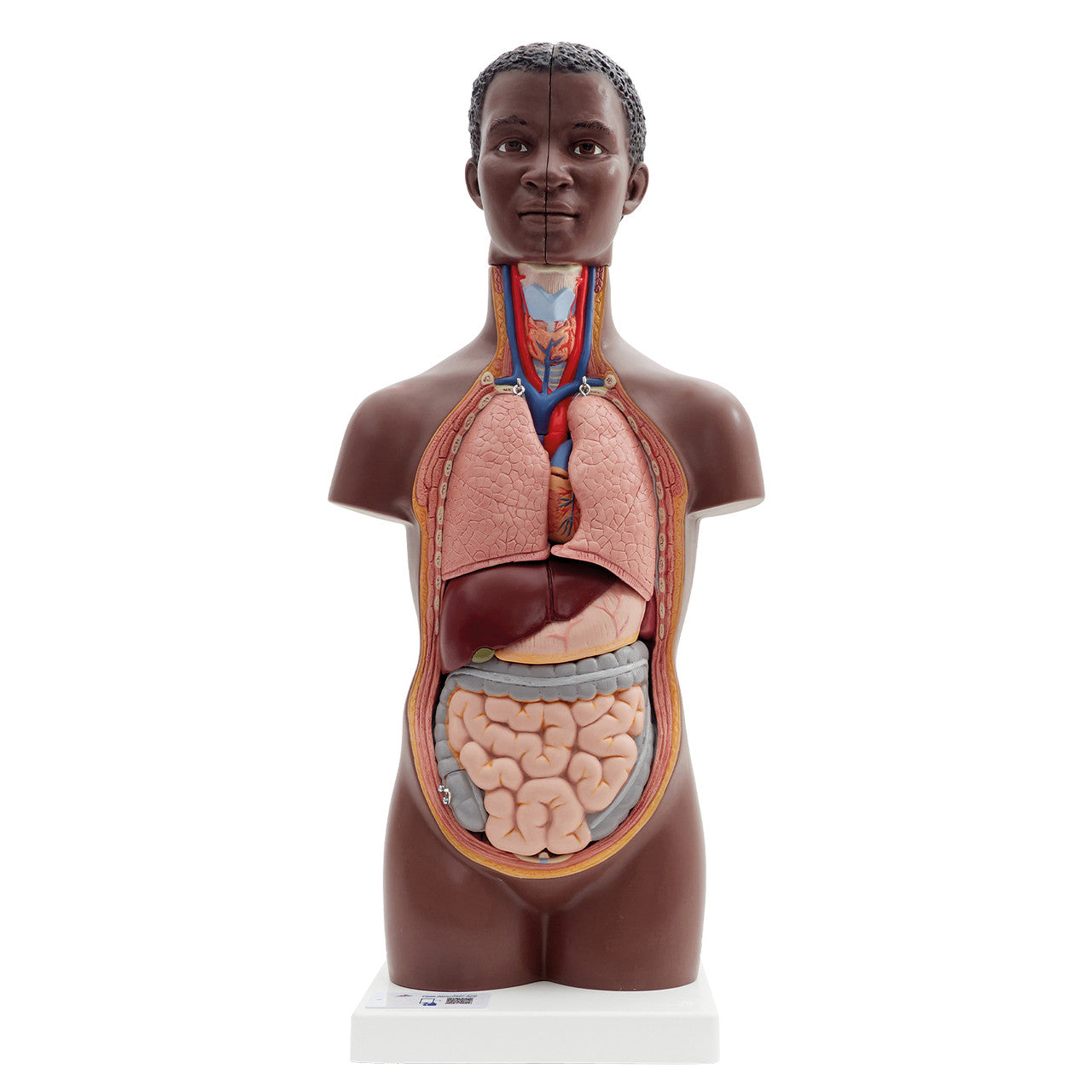 Mini Torso Anatomy Model (12 part)