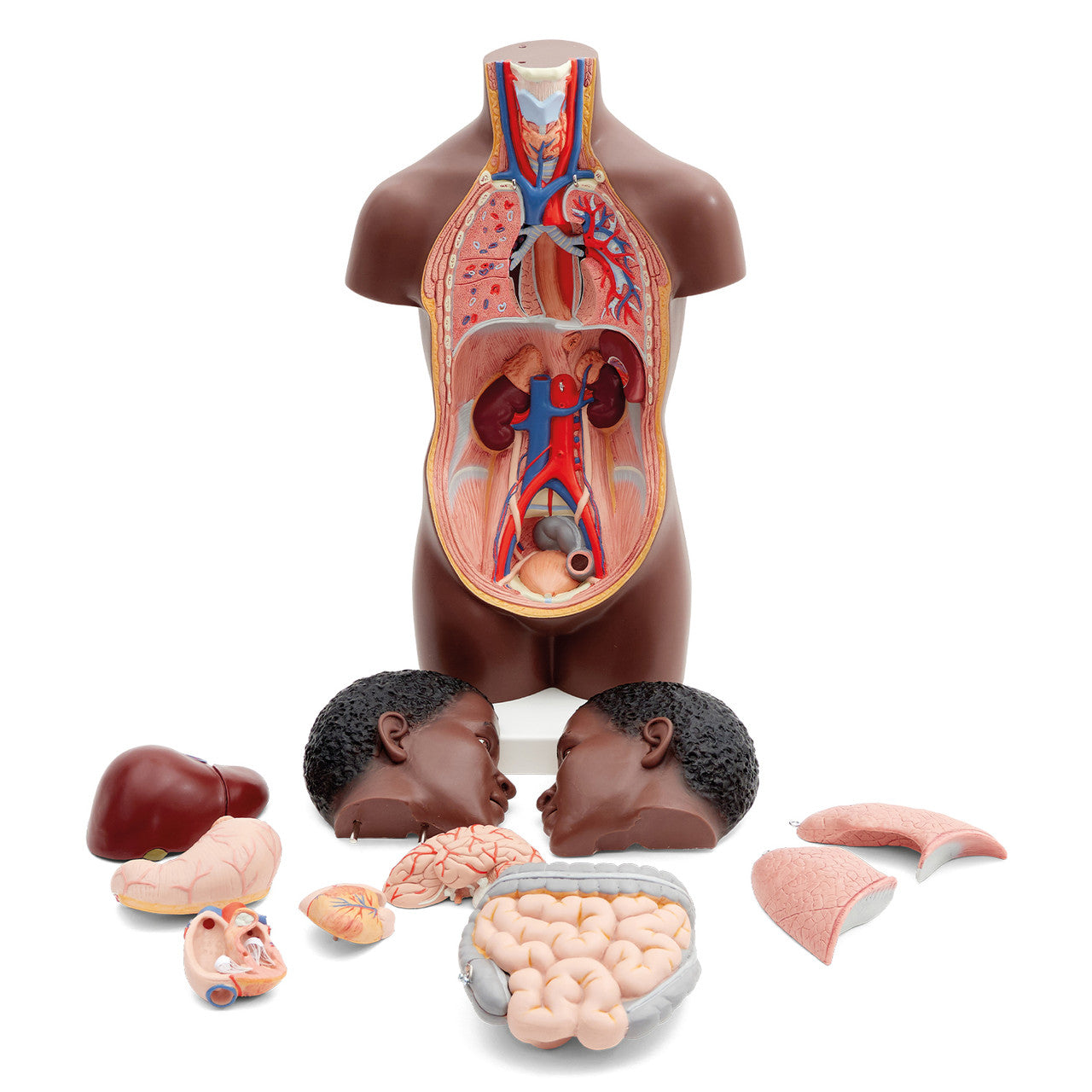 Mini Torso Anatomy Model (12 part)