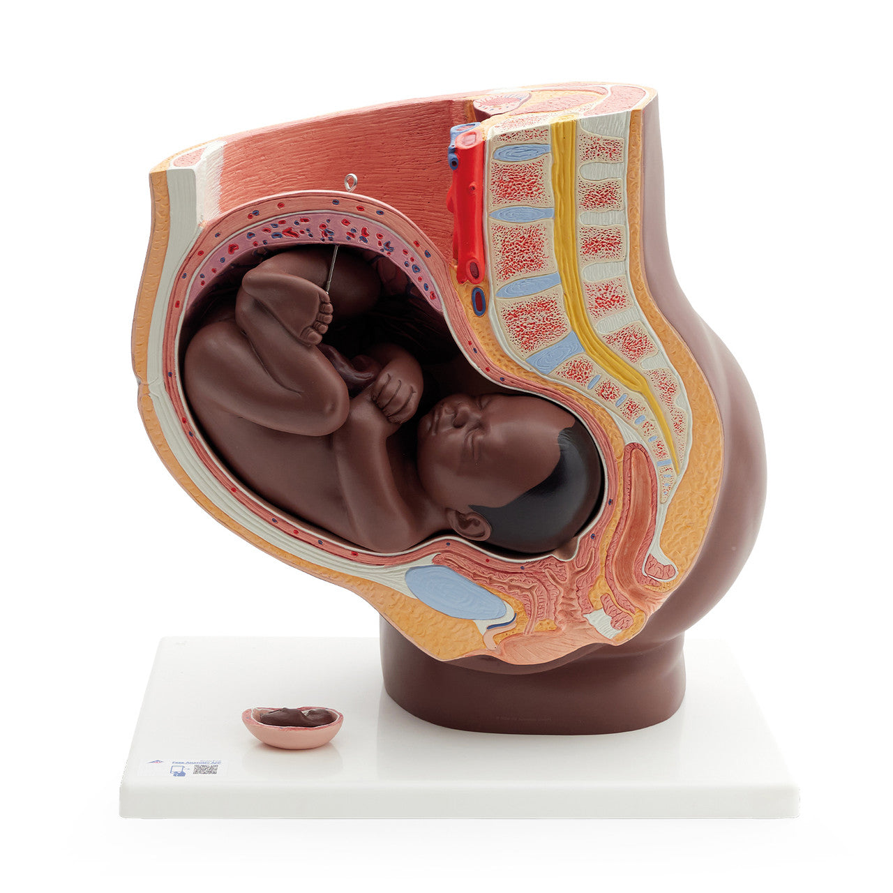 Human Pregnancy Model (40th week, 3 parts)