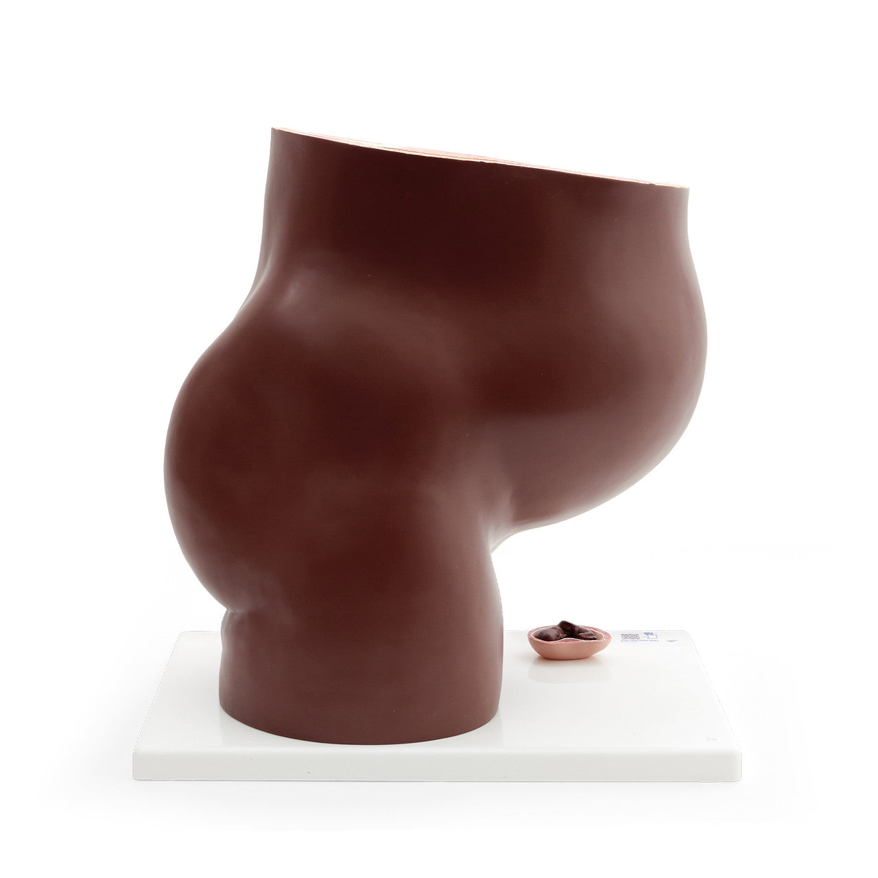 Human Pregnancy Model (40th week, 3 parts)