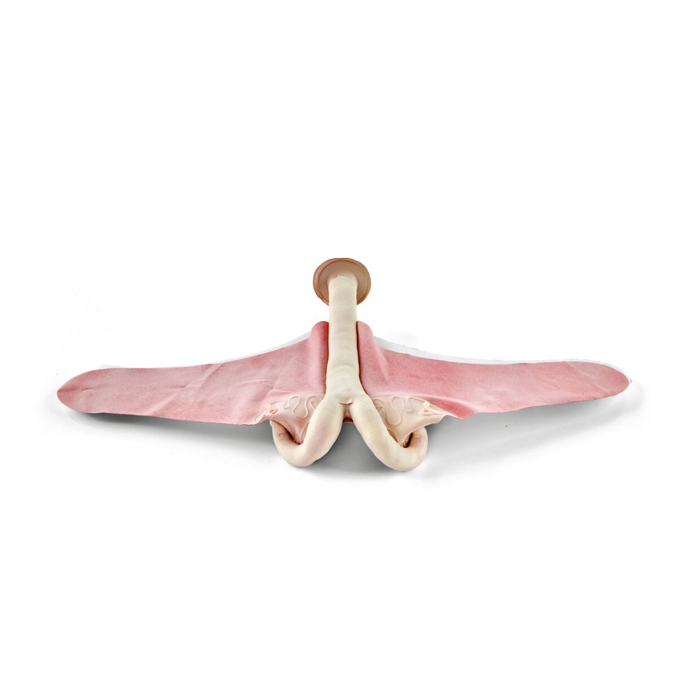 Bovine Theriogenology Uterus set (5 Part)