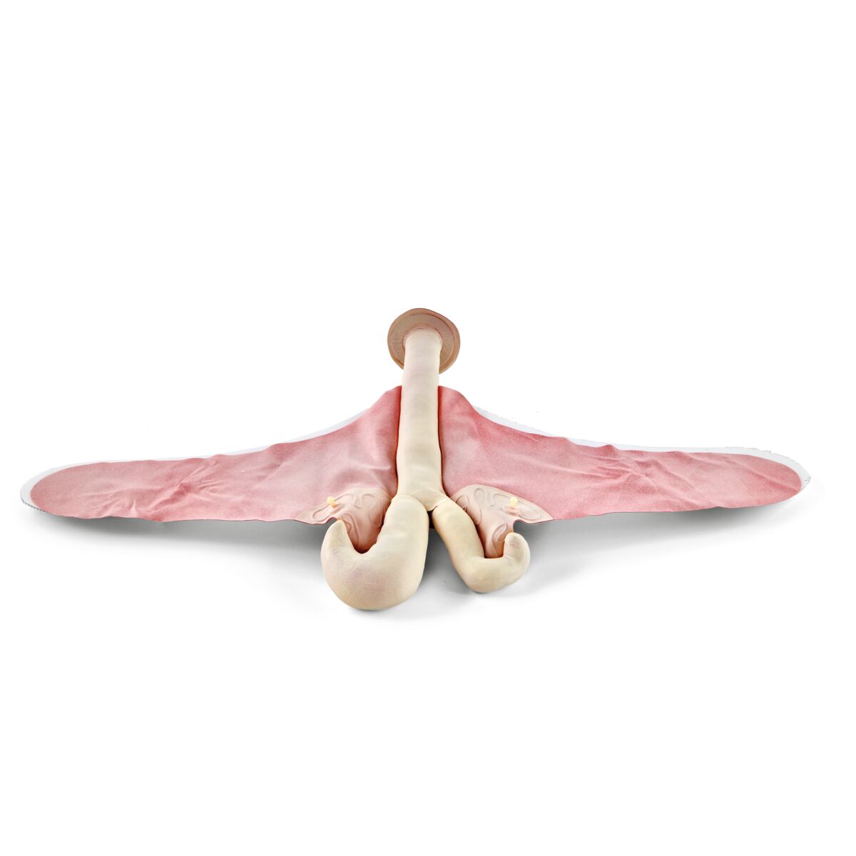 Bovine Theriogenology Uterus for Bovine Theriogenology Model