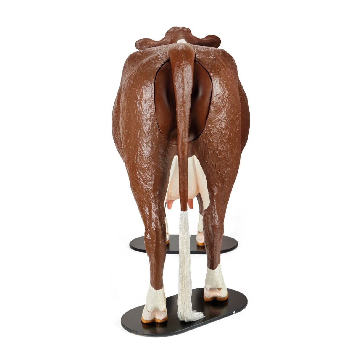 Bovine Dystocia Simulator (Hereford)