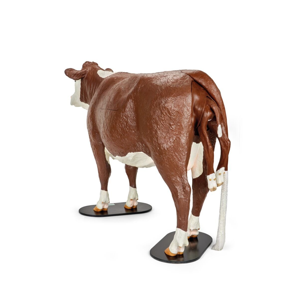 Bovine Dystocia Simulator (Hereford)