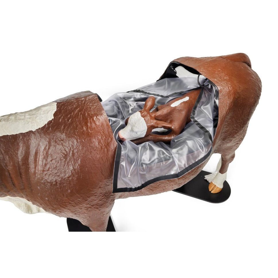 Bovine Dystocia Simulator (Hereford)