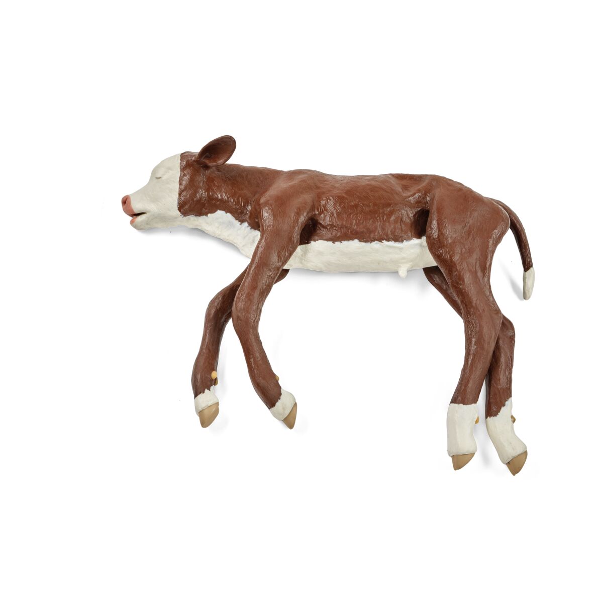 Dystocia Calf Model