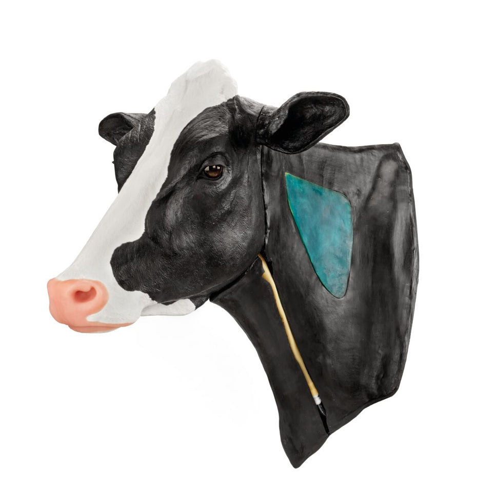 Bovine Venepuncture and Intramuscular Injection Simulator