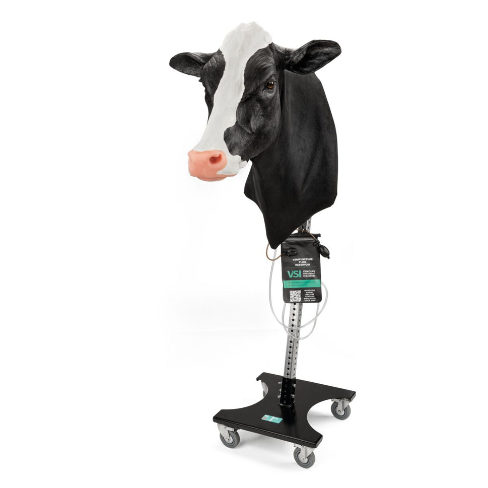 Bovine Venepuncture and Intramuscular Injection Simulator