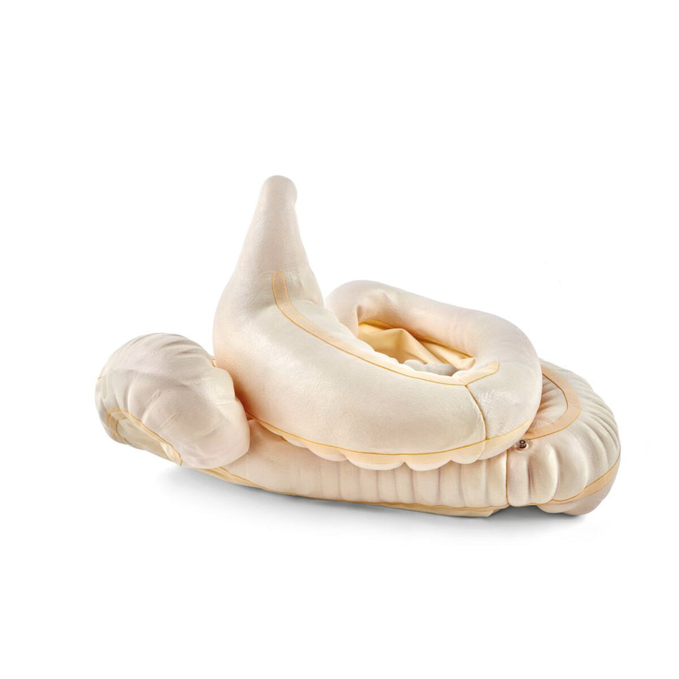 Equine GI Tract Model