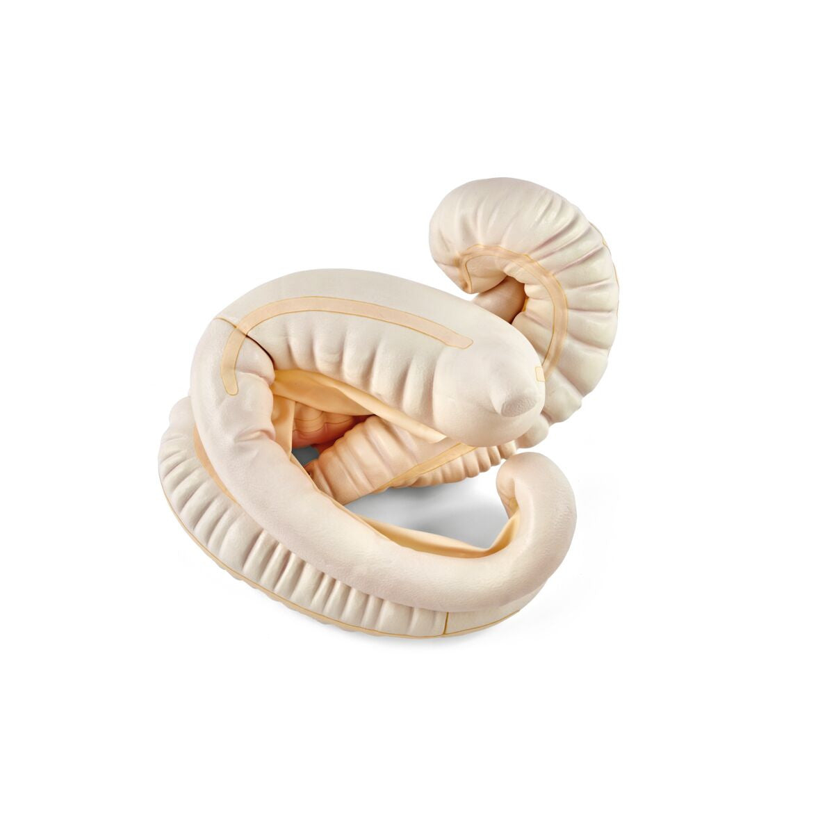 Equine GI Tract Model with Small Intestine