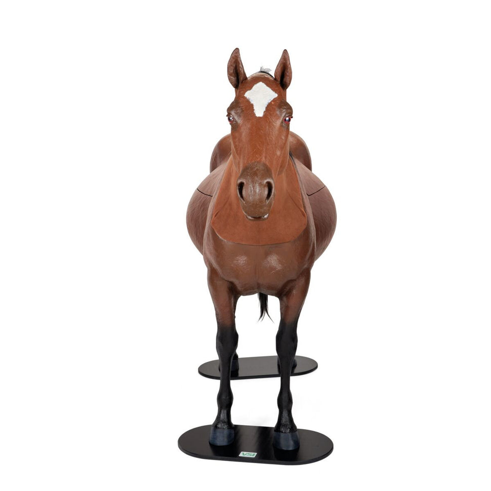 Equine Dystocia Simulator with Nasogastric Intubation & Venipuncture