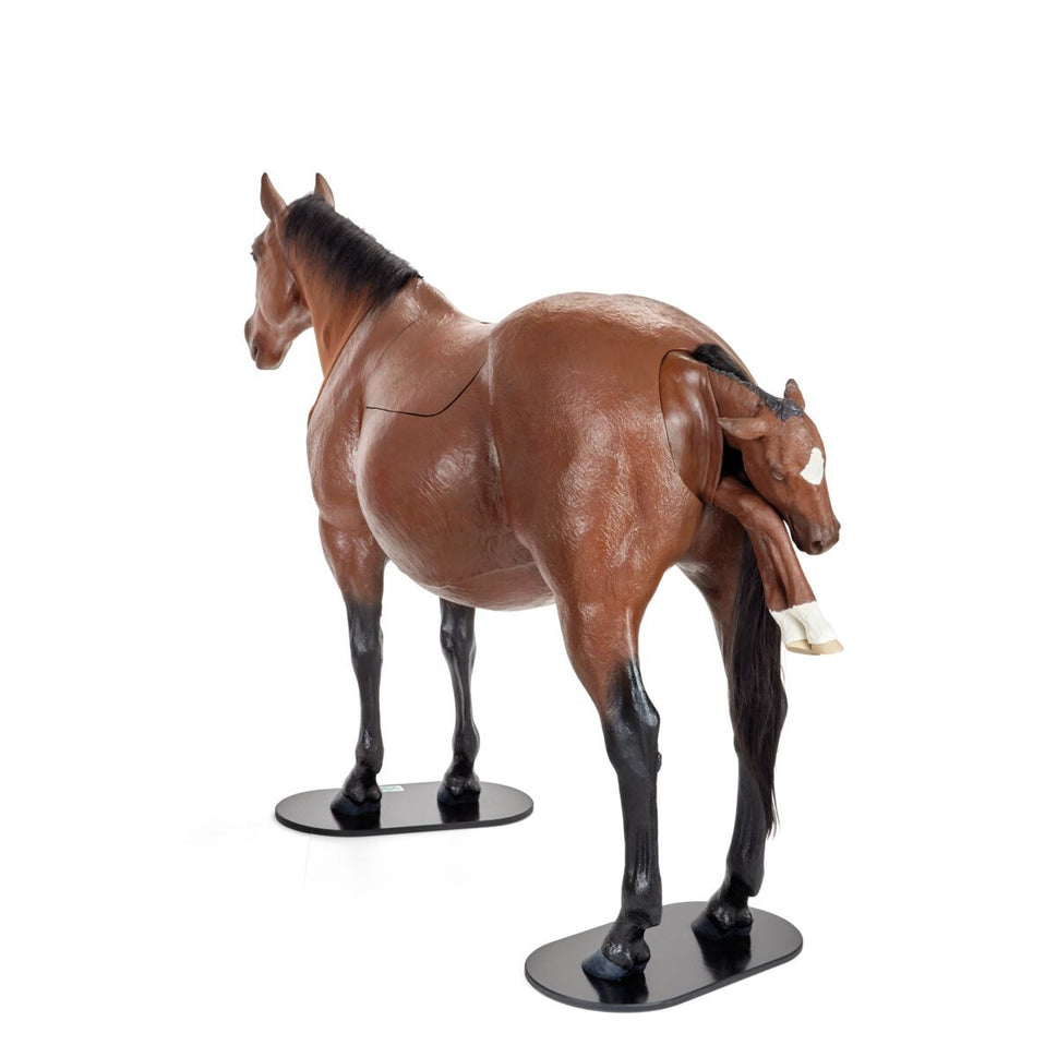 Equine Dystocia Simulator with Nasogastric Intubation & Venipuncture