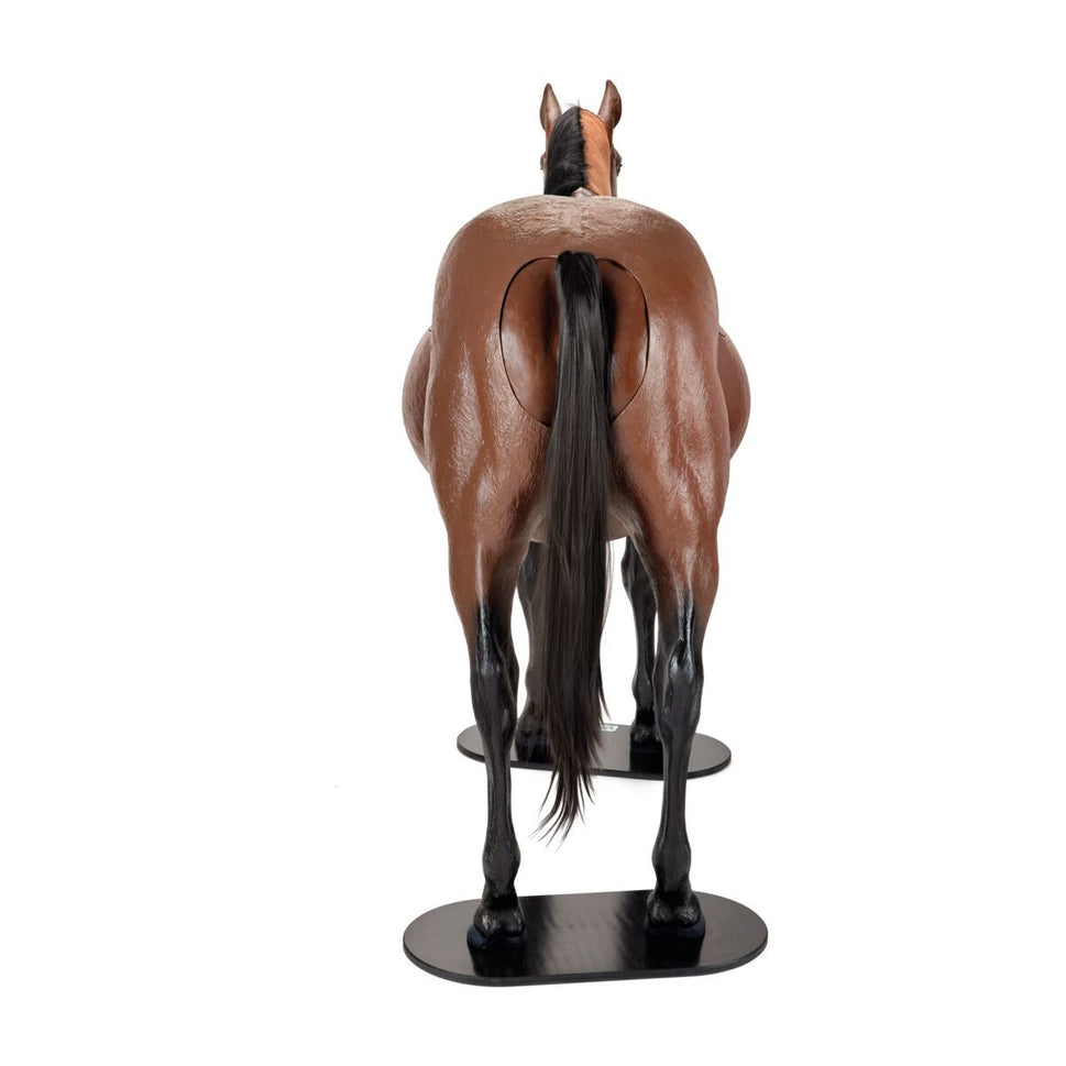 Equine Dystocia Simulator with Nasogastric Intubation & Venipuncture