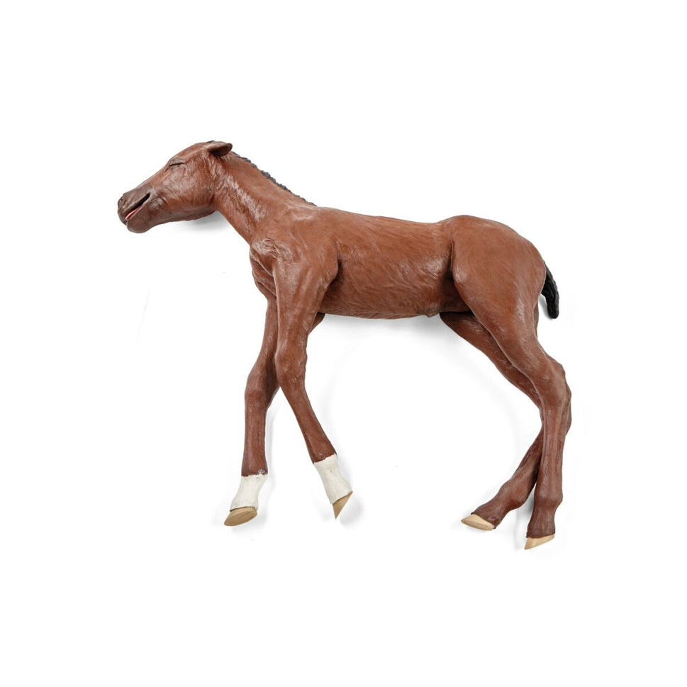 Equine Dystocia Foal Model