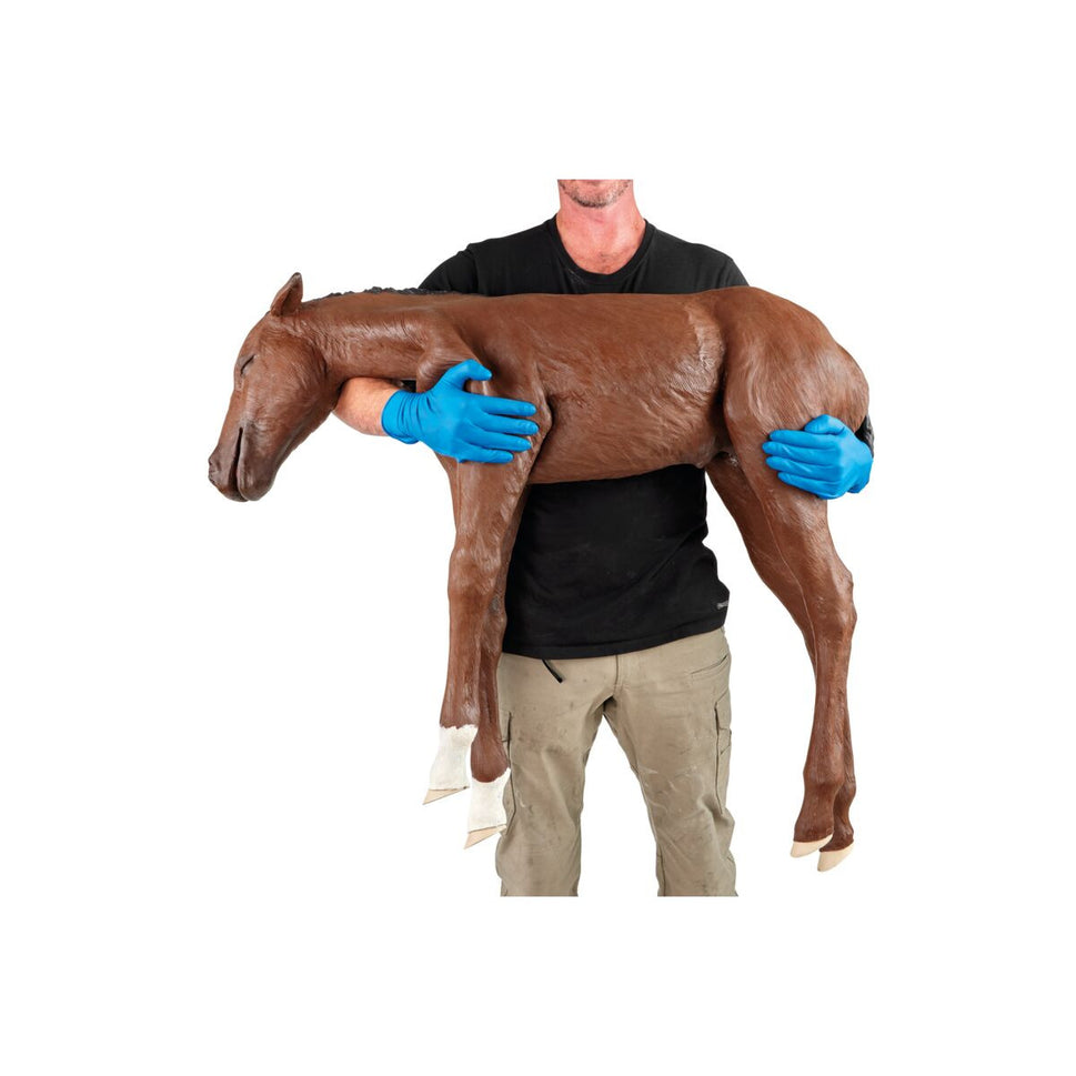 Equine Dystocia Foal Model
