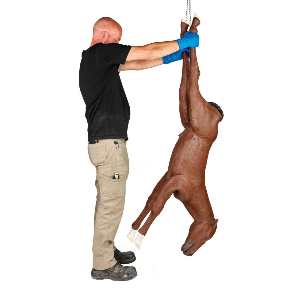 Equine Dystocia Foal Model