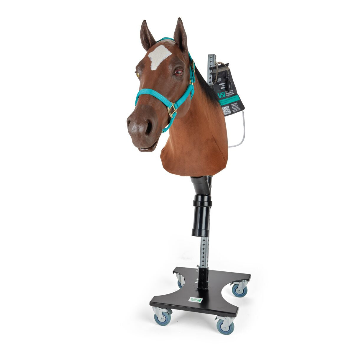 Equine Nasogastric & Venipuncture Simulator with IM Injection