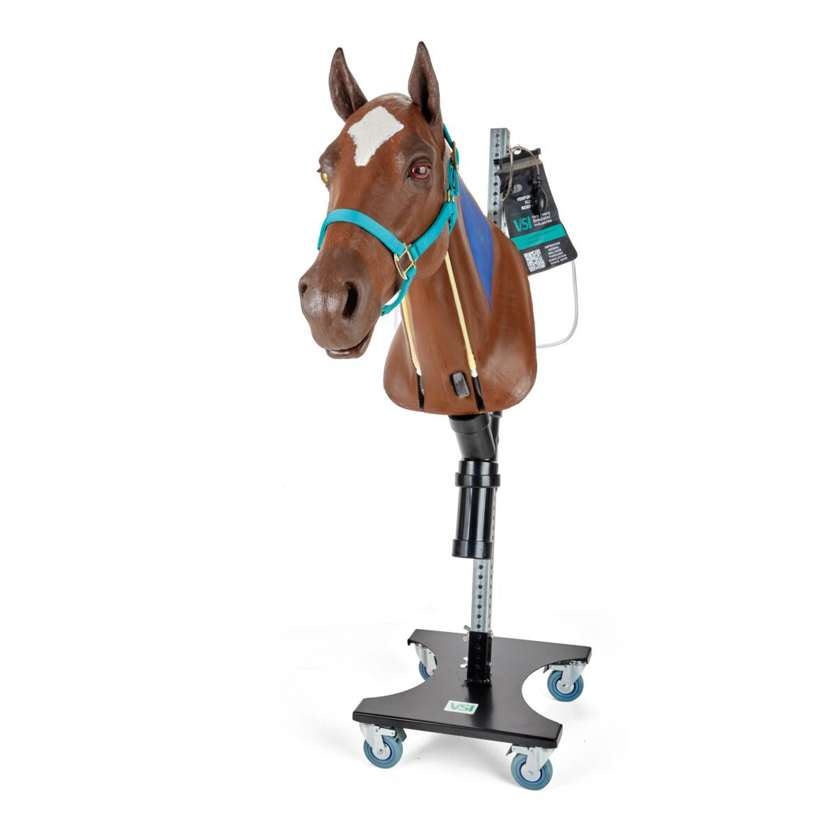 Equine Nasogastric & Venipuncture Simulator with IM Injection