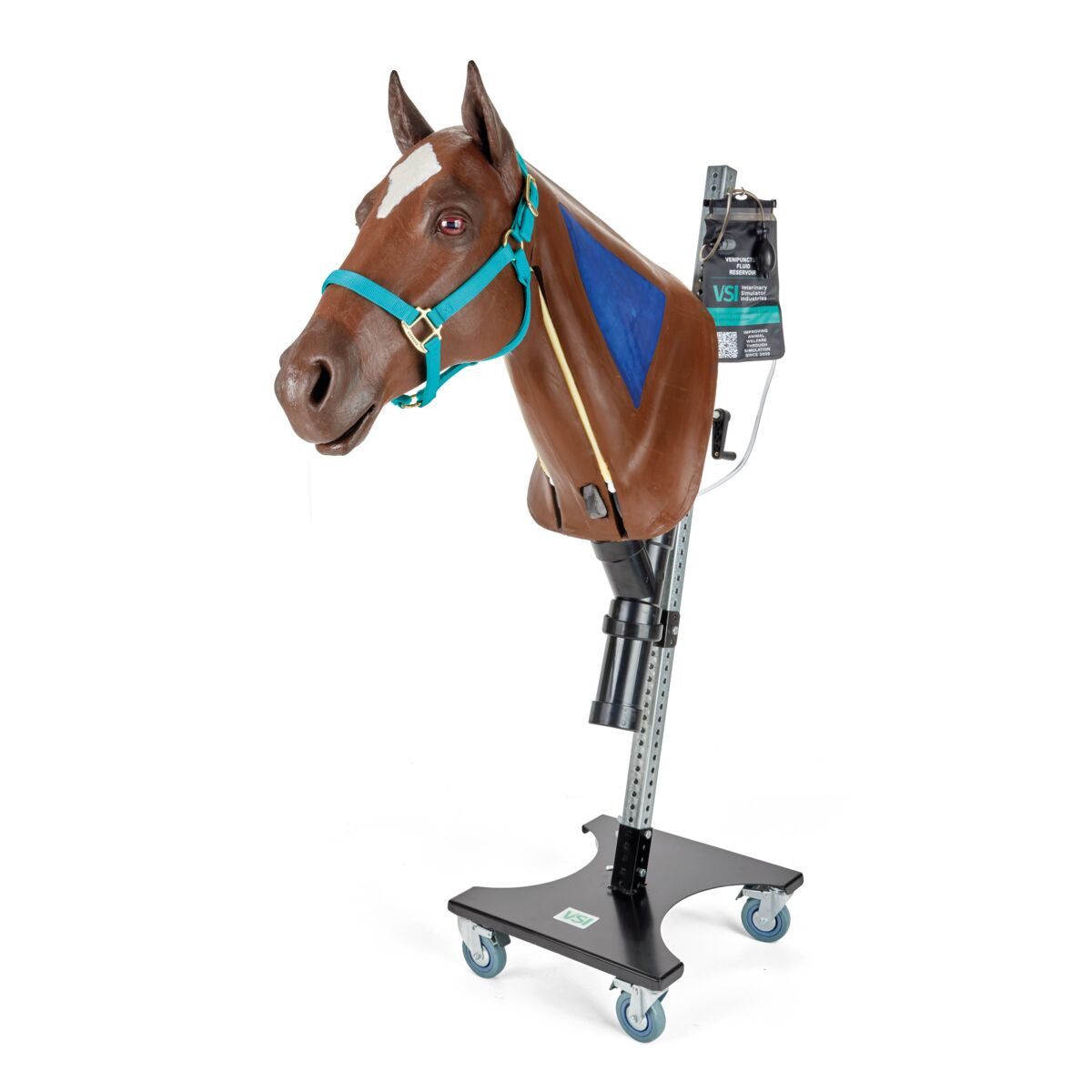 Equine Nasogastric & Venipuncture Simulator with IM Injection