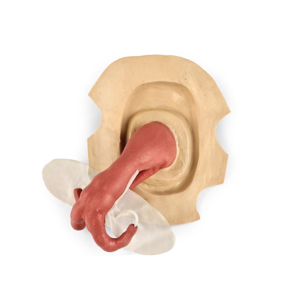 Southdown Ewe AI Uterus