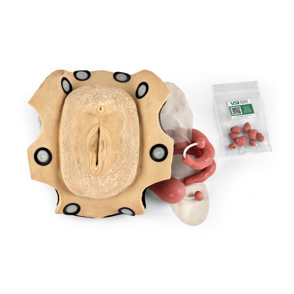 Southdown Ewe Reproductive Tract Assembly