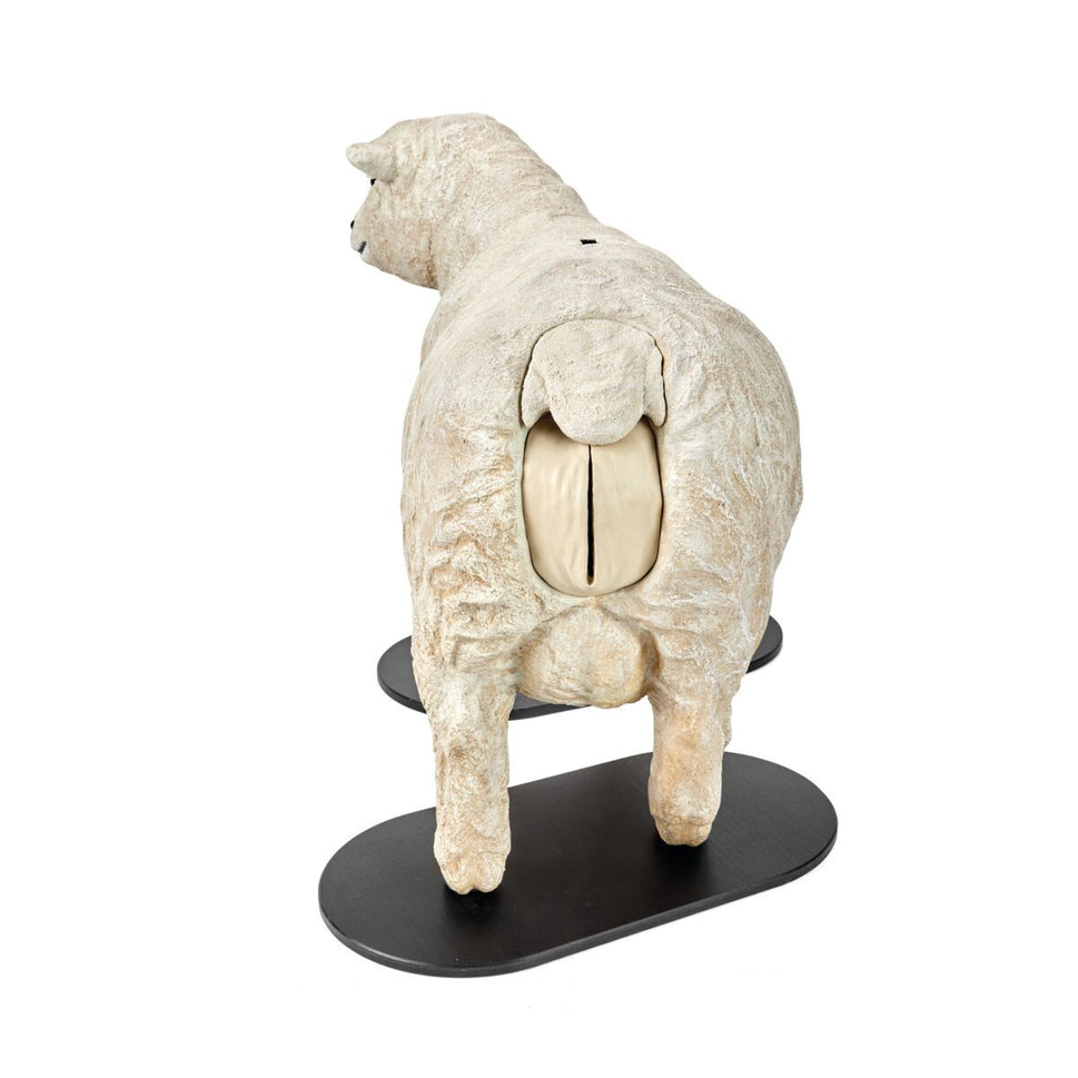 Southdown Dystocia Lamb Simulator With Single and Twins