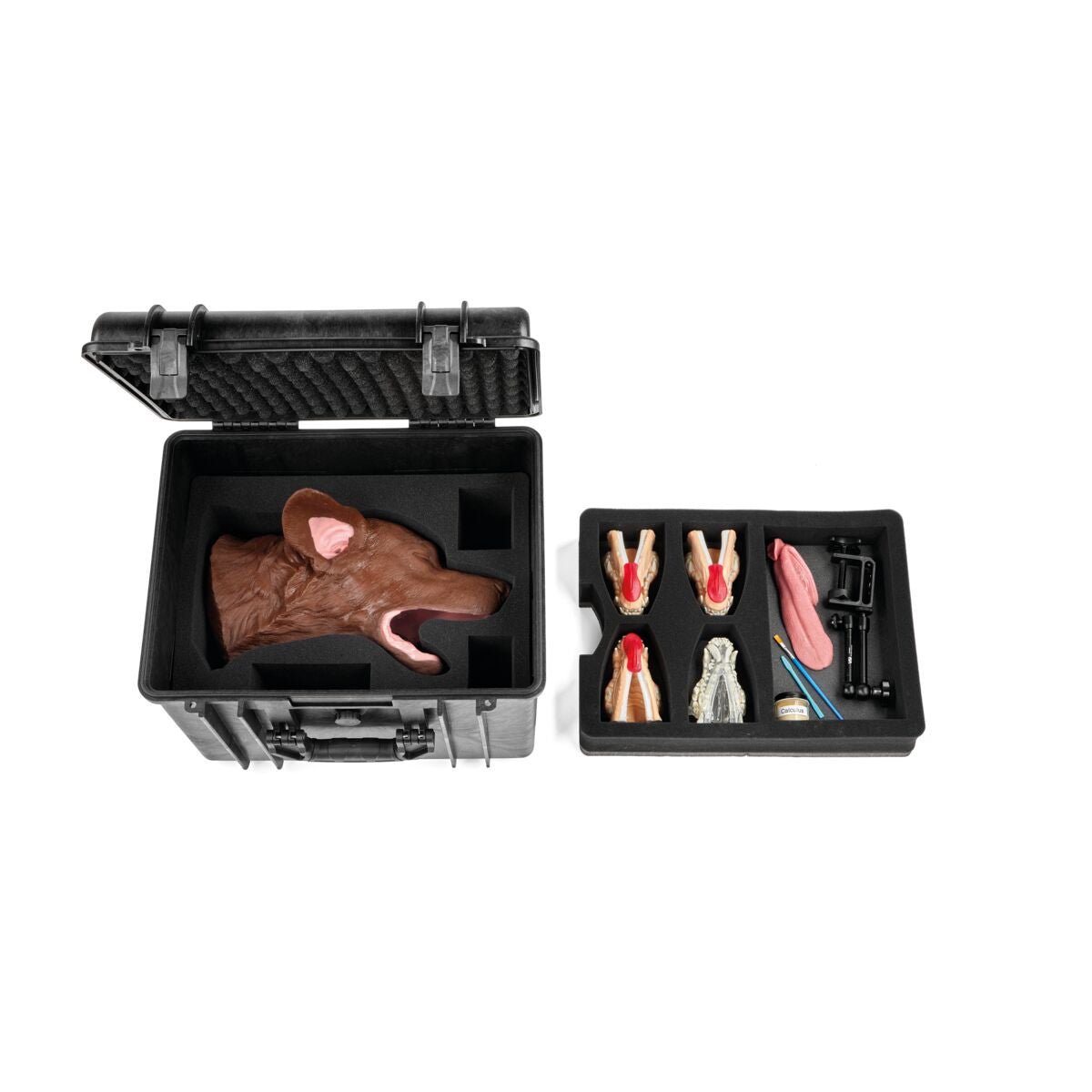 Canine Dental Surgical Model/Package