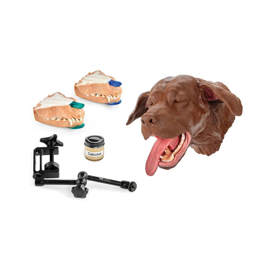 1025649 Canine Dental Technician Base Model Brown