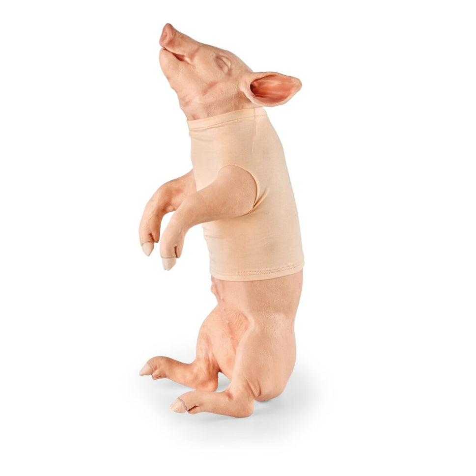 Piglet Restraint and Jugular Blood Draw Simulator