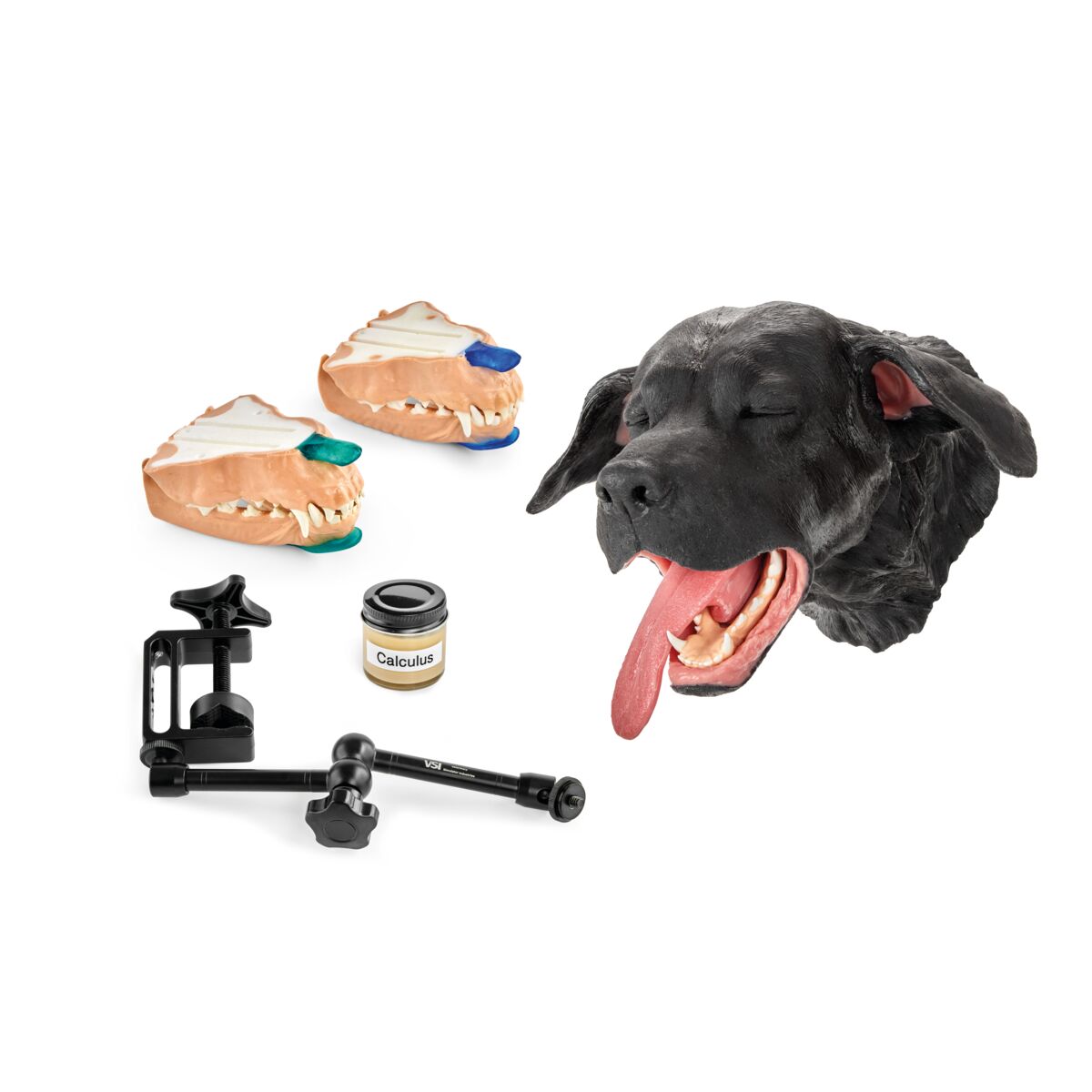Canine Dental Technician Model/Package