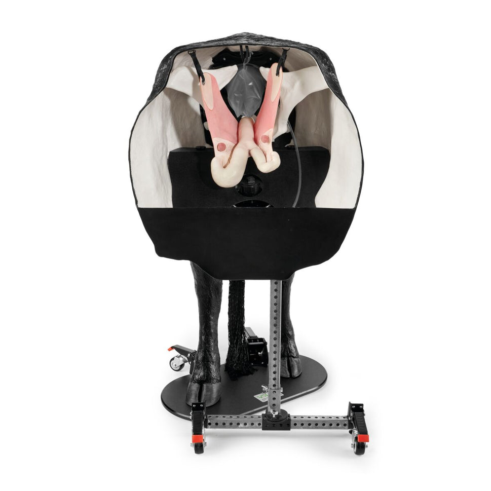 Hereford Advanced Bovine Theriogenology Model