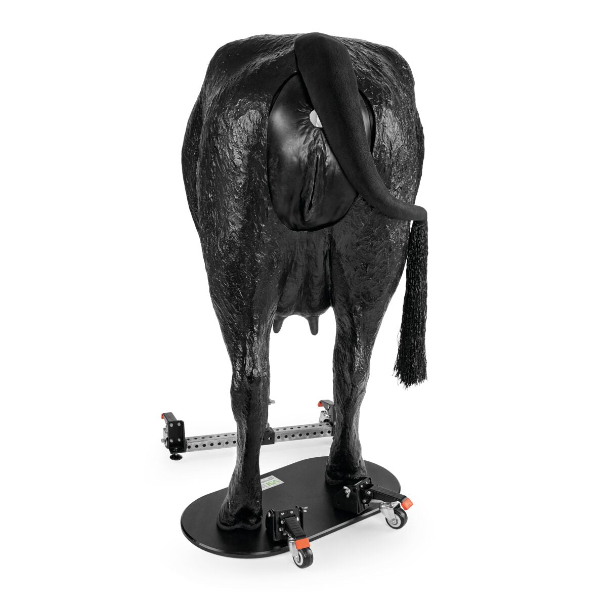 Hereford Advanced Bovine Theriogenology Model