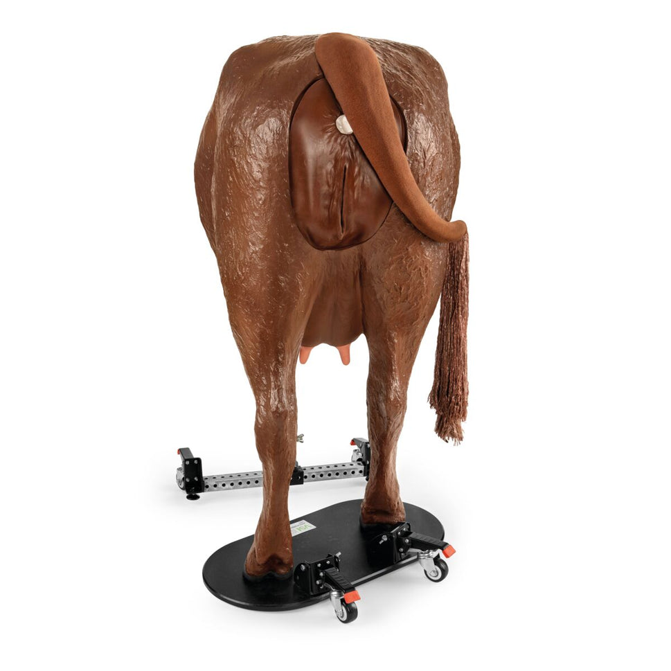 Hereford Advanced Bovine Theriogenology Model