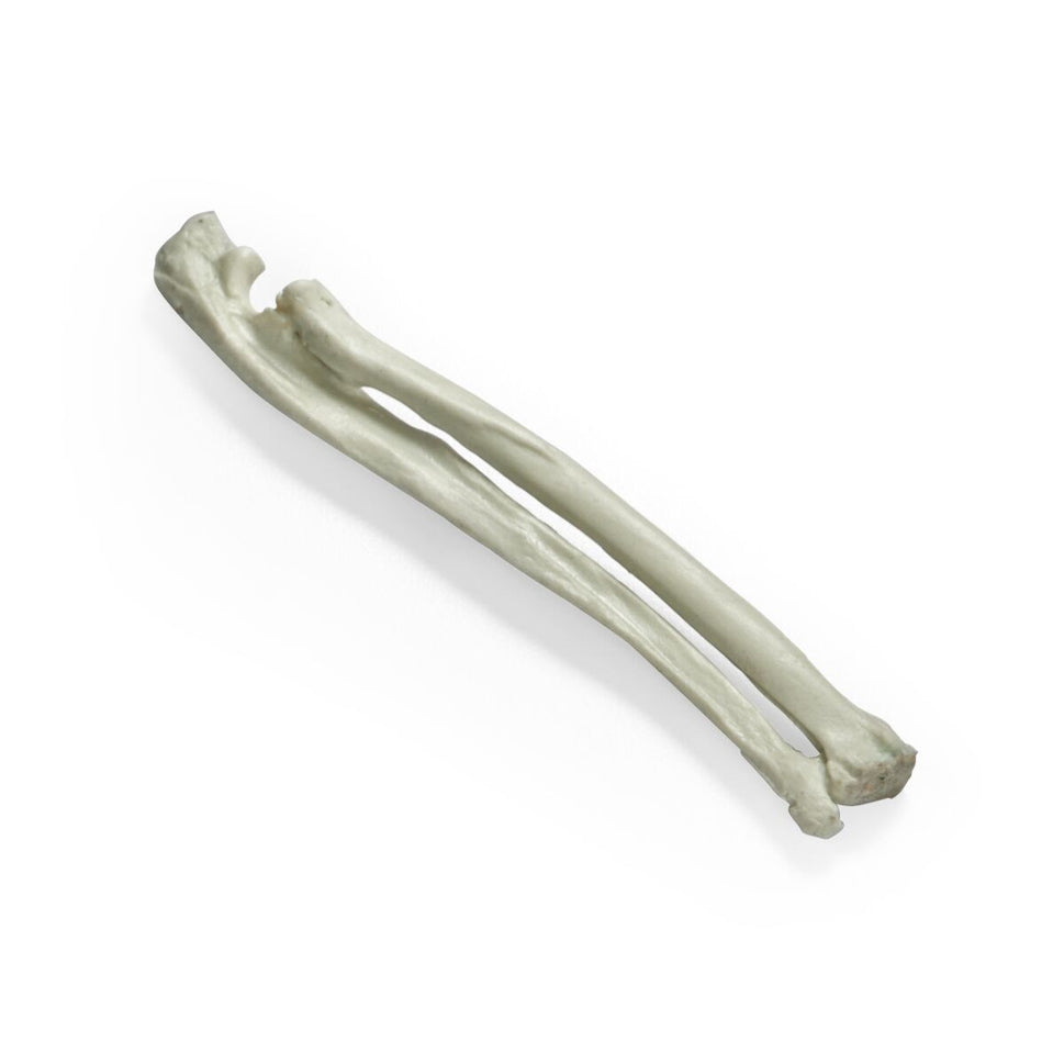 Feline Radius Bone for Feline Tech Simulator