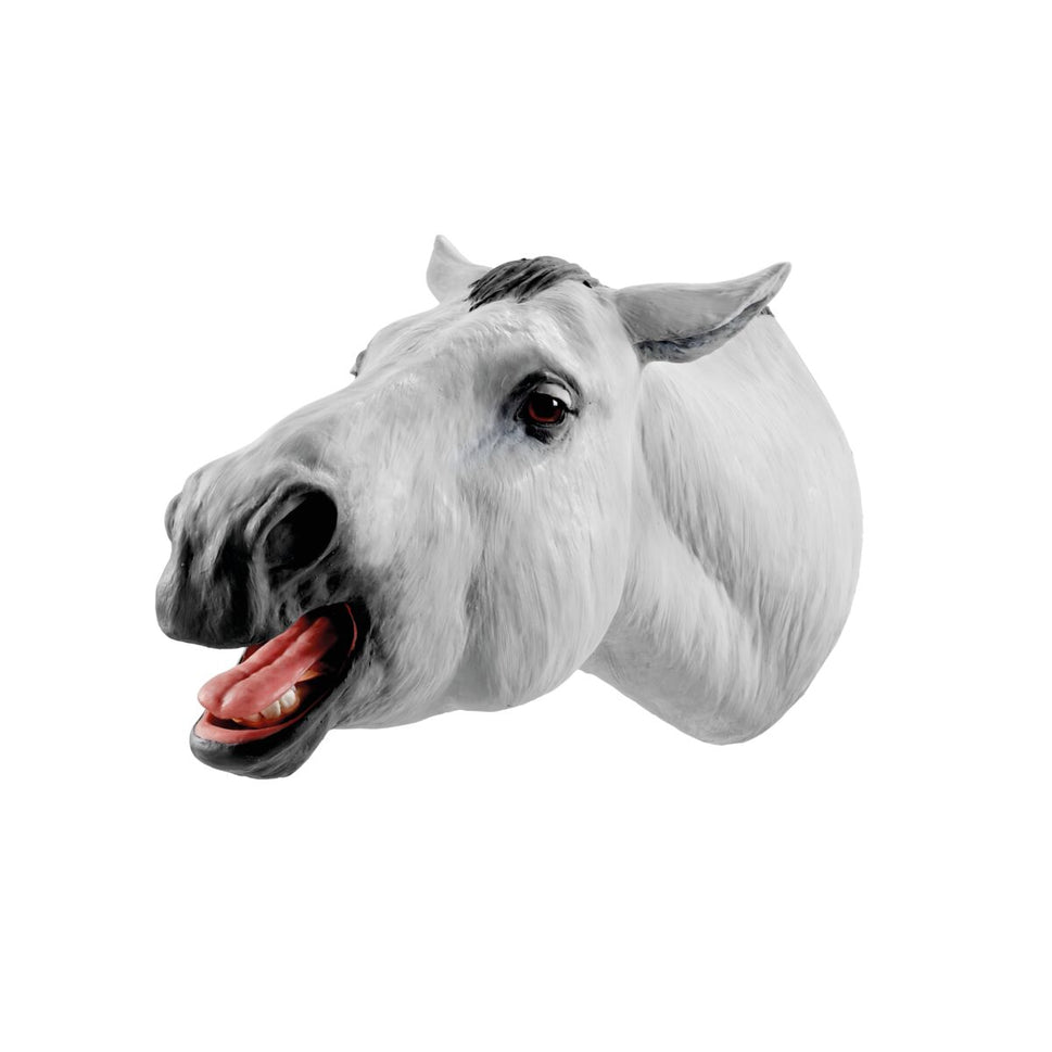 The Equine Dental Float Training Model
