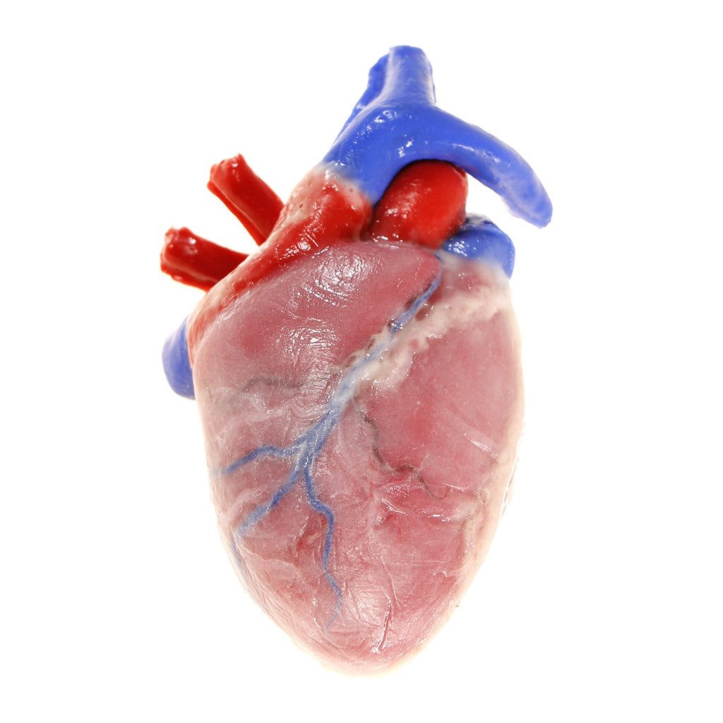 SynDaver Synthetic Heart Model