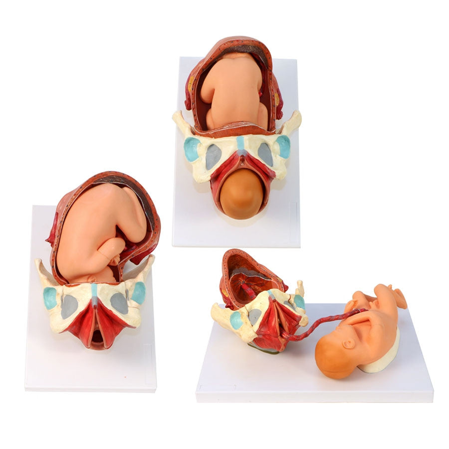 RealCare Birth Model Set (3 Part)
