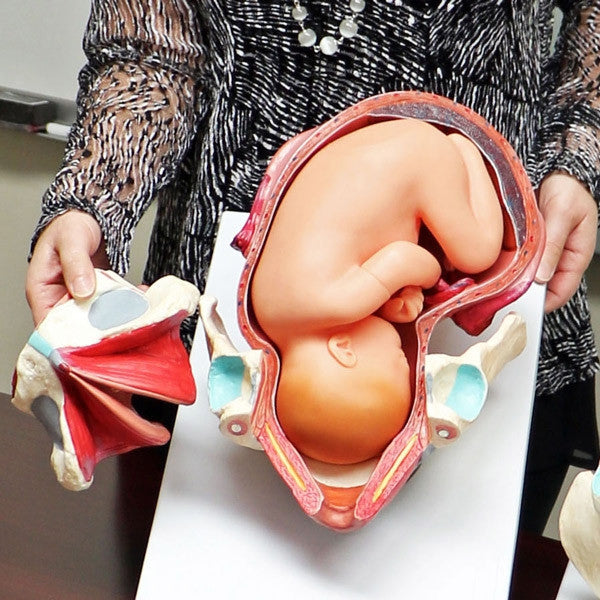 RealCare Birth Model Set (3 Part)