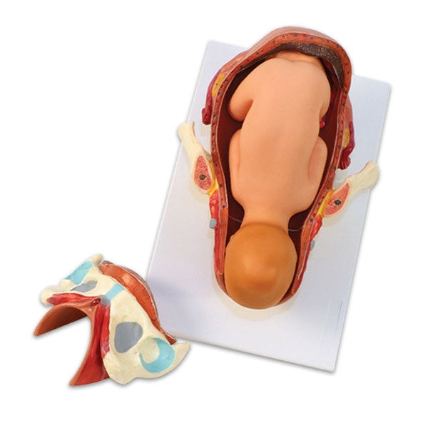 RealCare Birth Model Set (3 Part)