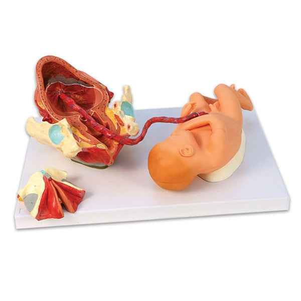 RealCare Birth Model Set (3 Part)