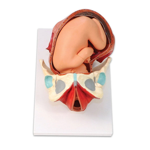 RealCare Birth Model Set (3 Part)