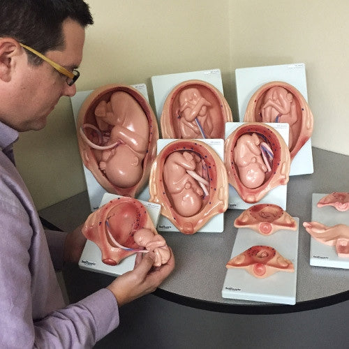 Foetal Development Model Set (8 part)