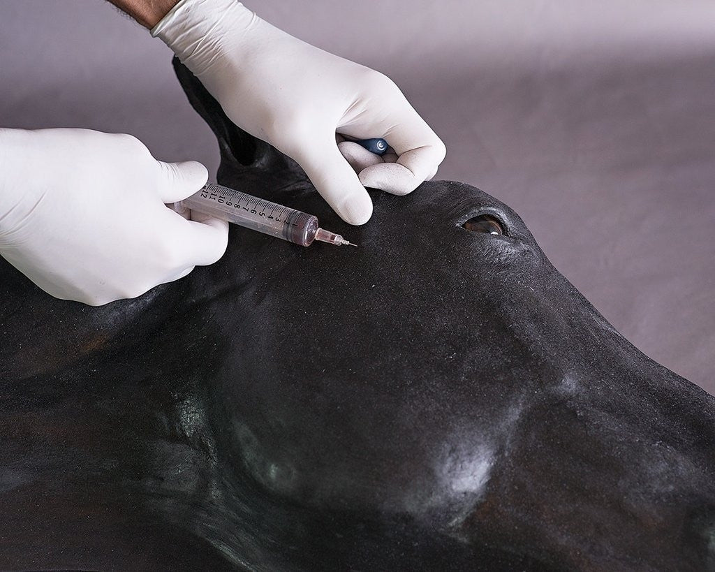 Advanced Equine Simulator